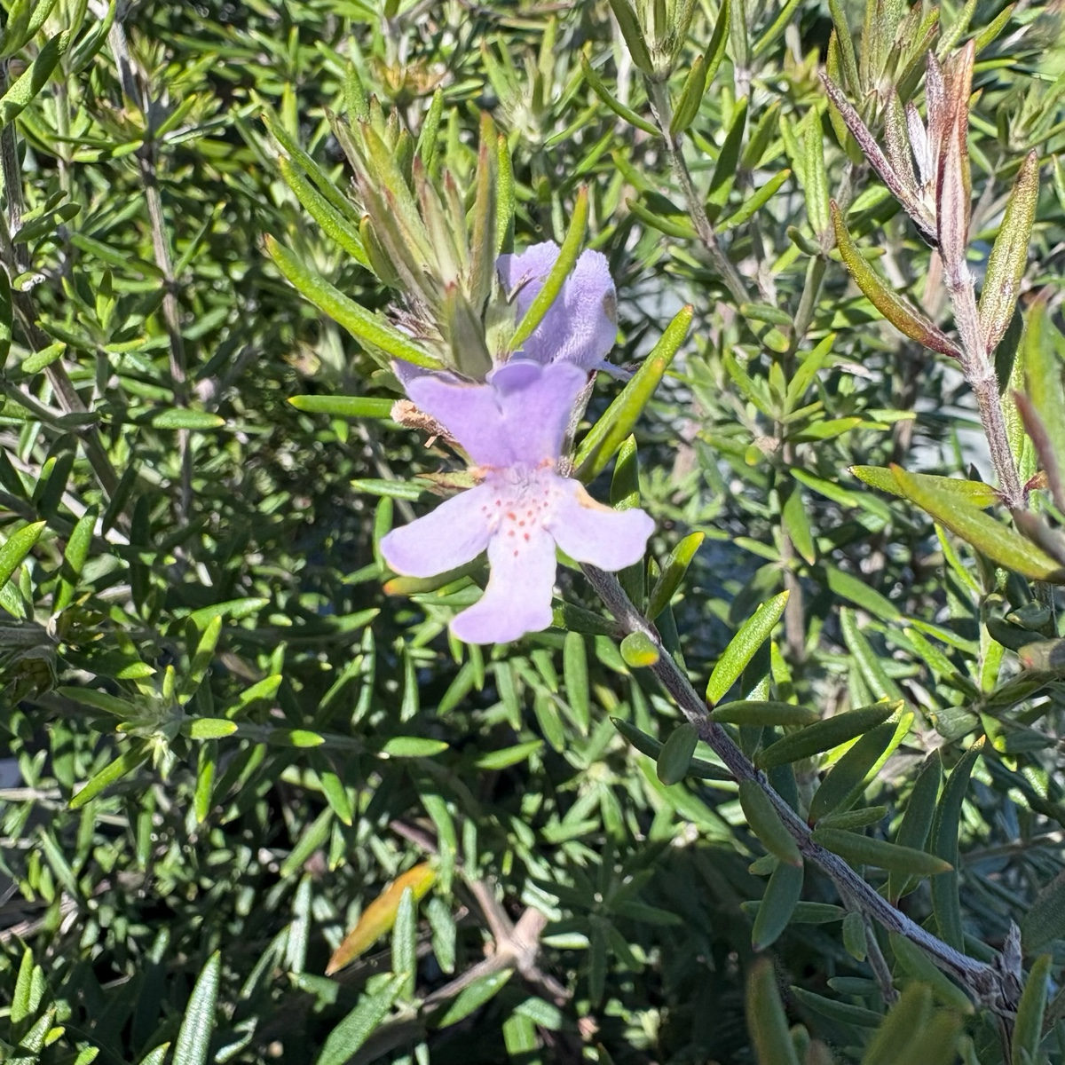 Wynyabbie Gem Coast Rosemary