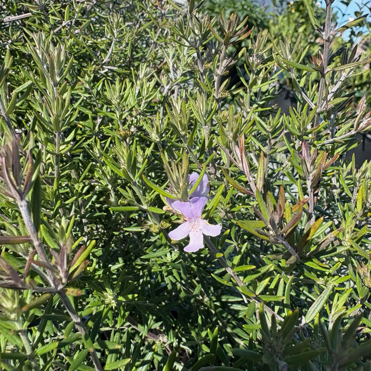 Wynyabbie Gem Coast Rosemary