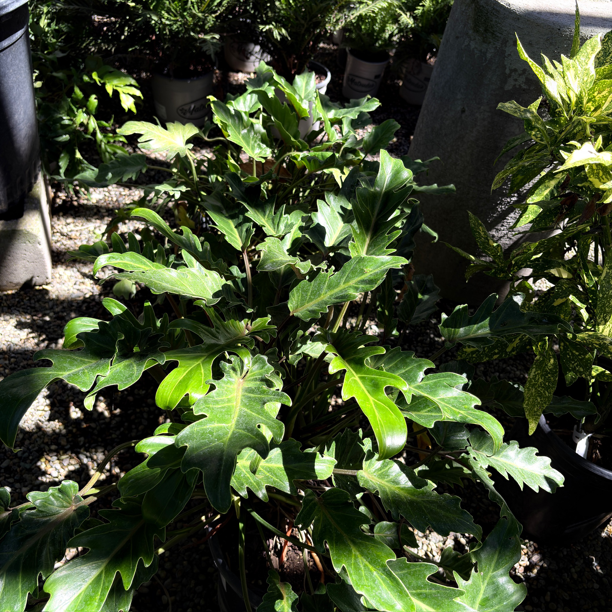 Xanadu Philodendron