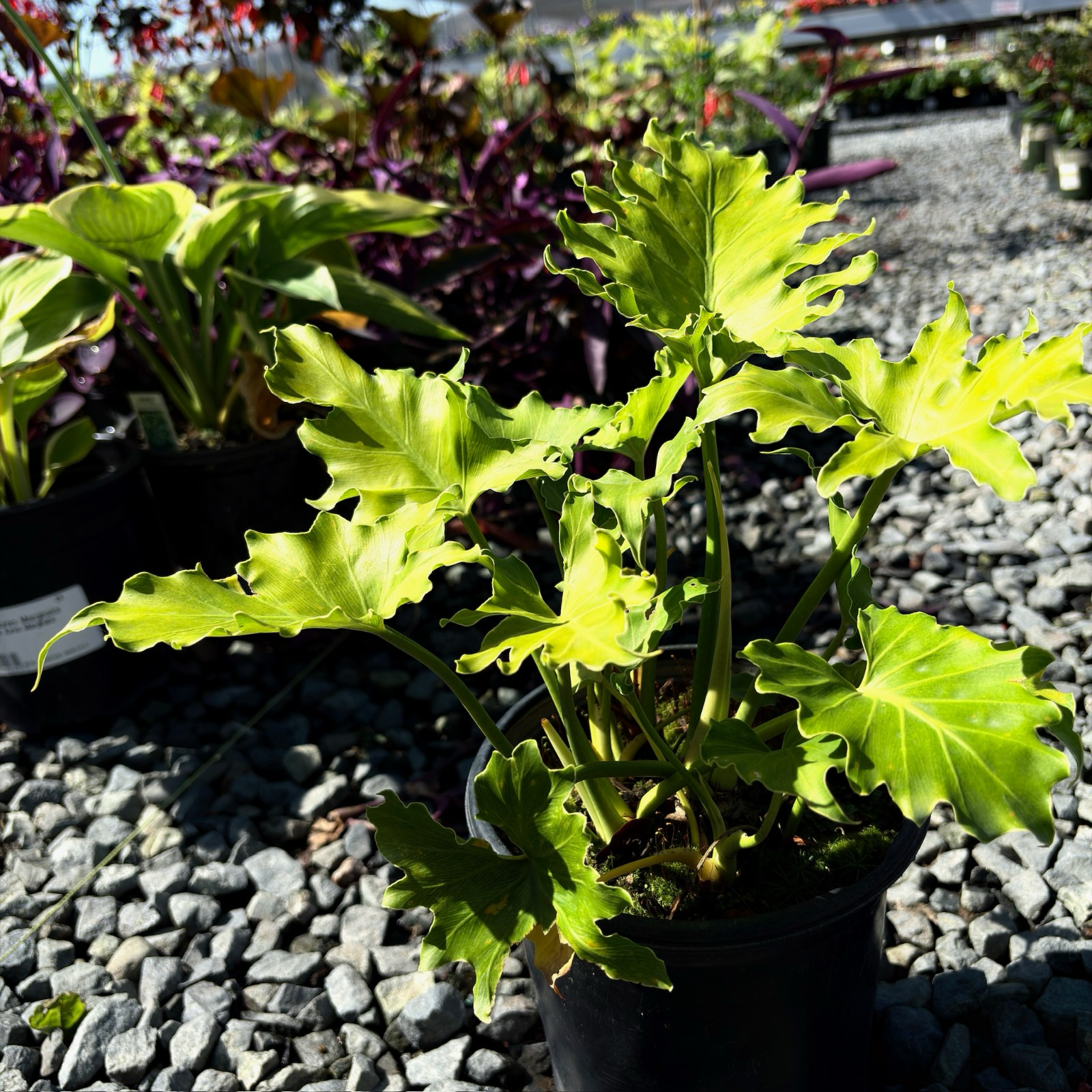 Potted Xanadu Philodendron plant with bright green leaves on a gravelly surface