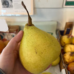 Ya Li Pear Tree