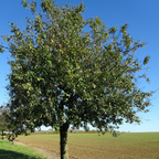 Ya Li Pear Tree