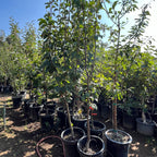Ya Li Pear Tree