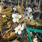 Ya Li Pear Tree