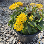 Yellow Bandana Lantana