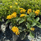 Yellow Bandana Lantana