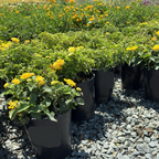 Yellow Bandana® Lantana