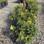 Yellow Bandana® Lantana