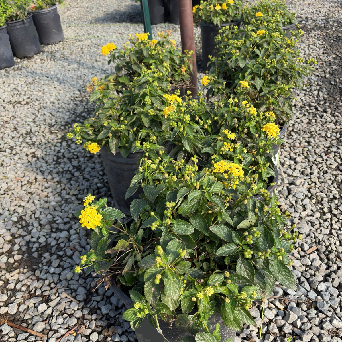 Yellow Bandana® Lantana