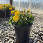 Yellow Bandana Lantana