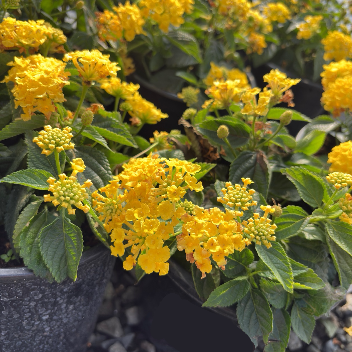 Yellow Bandana  Lantana