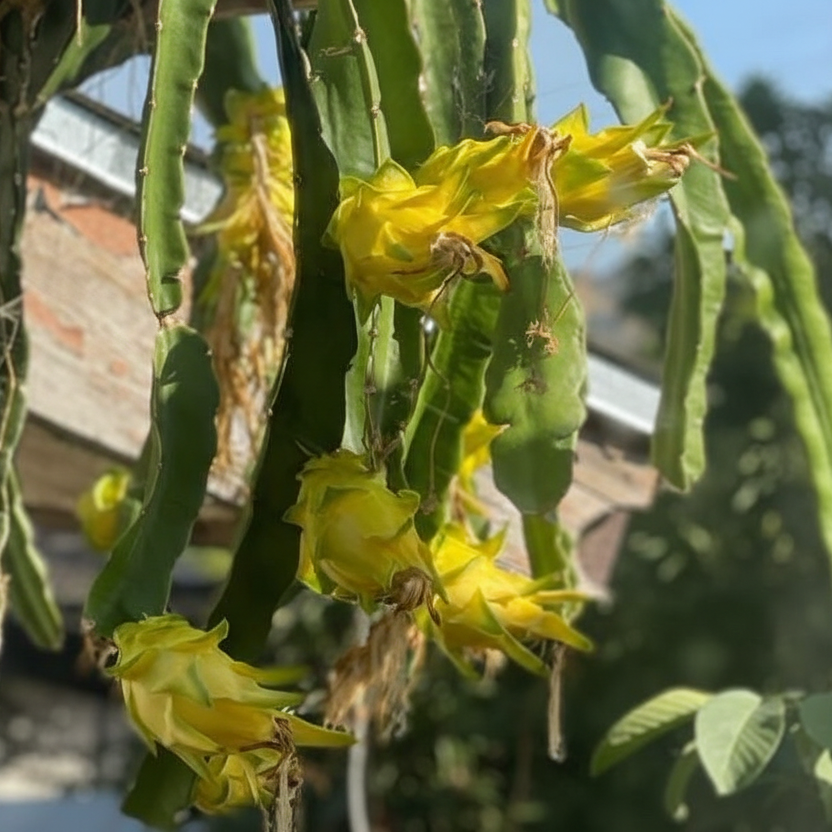 Yellow Dragon Fruit