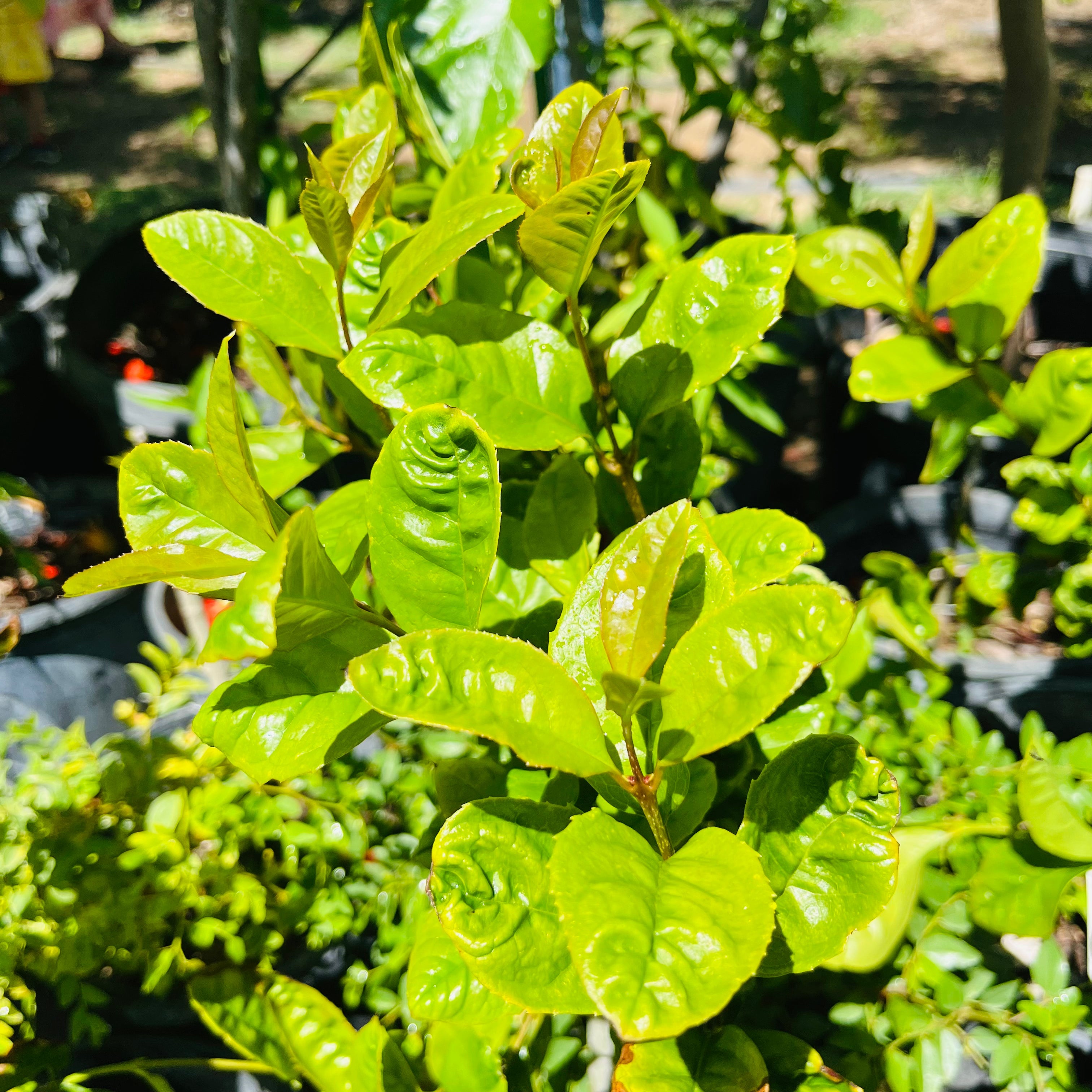 Yellow Flowering Fragrant Tea Olive