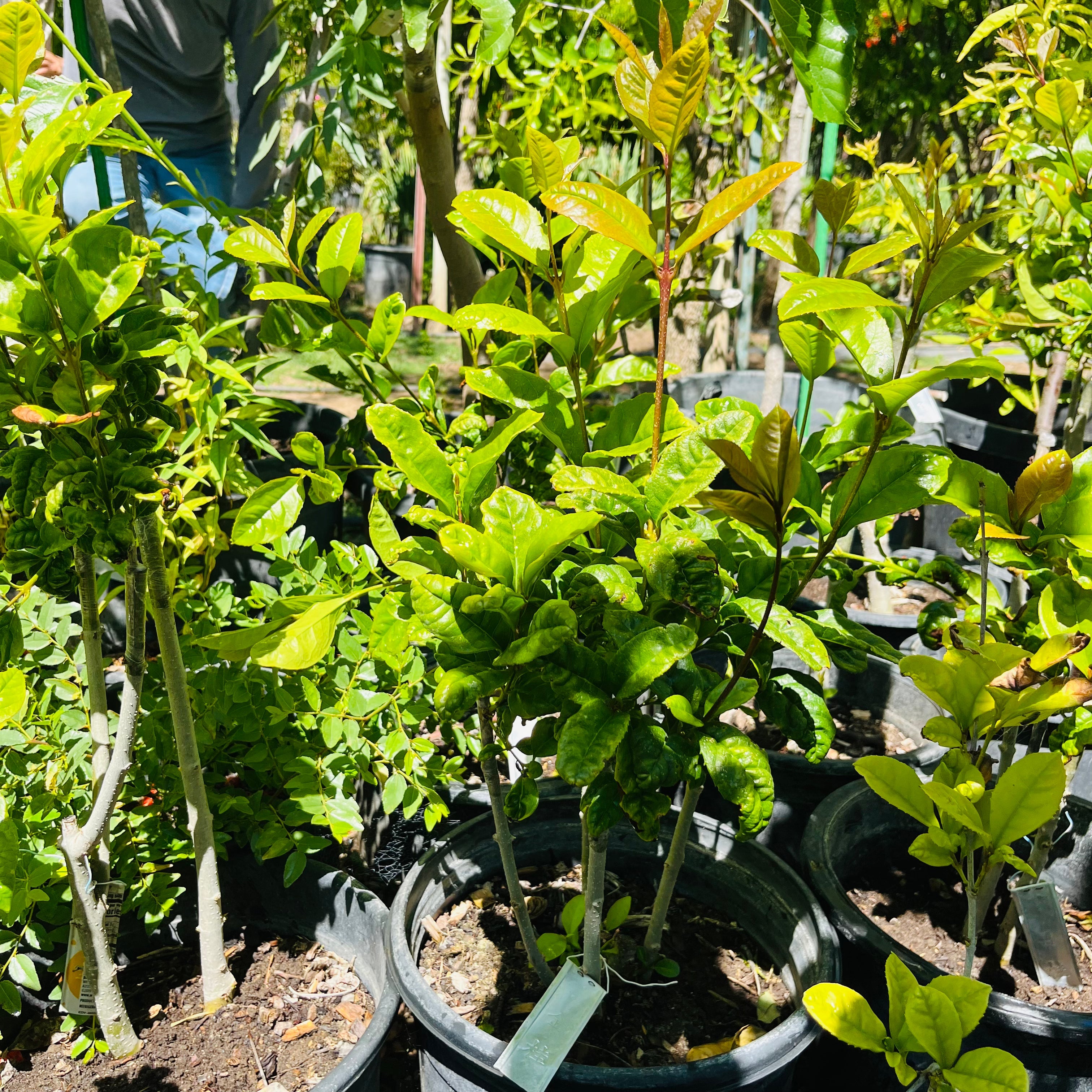 Yellow Flowering Fragrant Tea Olive