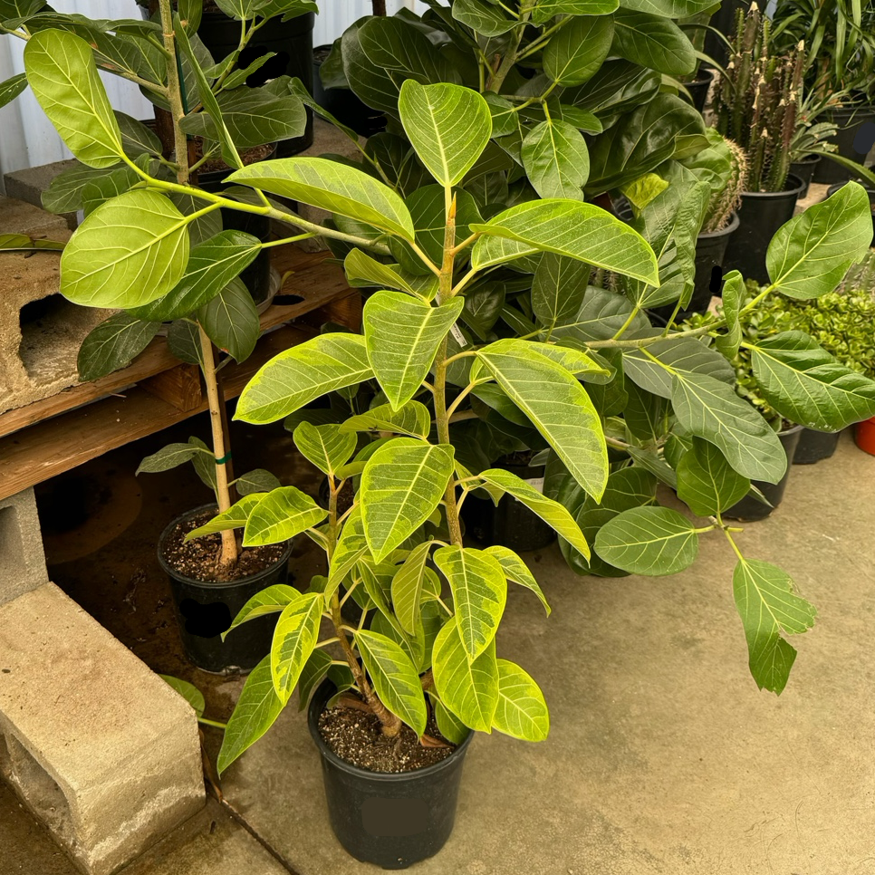 Yellow Gem Ficus