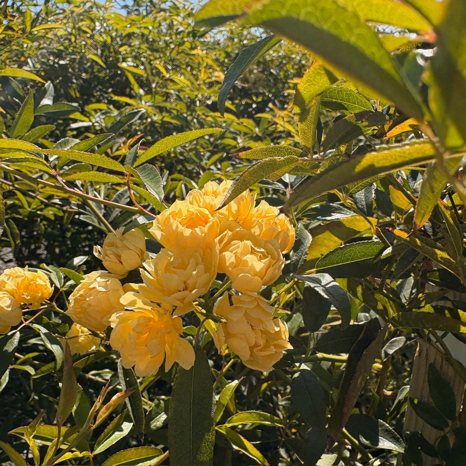 Yellow Lady Banks Climbing Rose