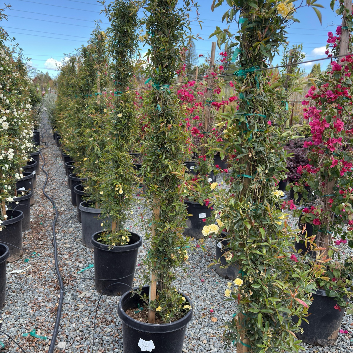 Yellow Lady Banks Climbing Rose