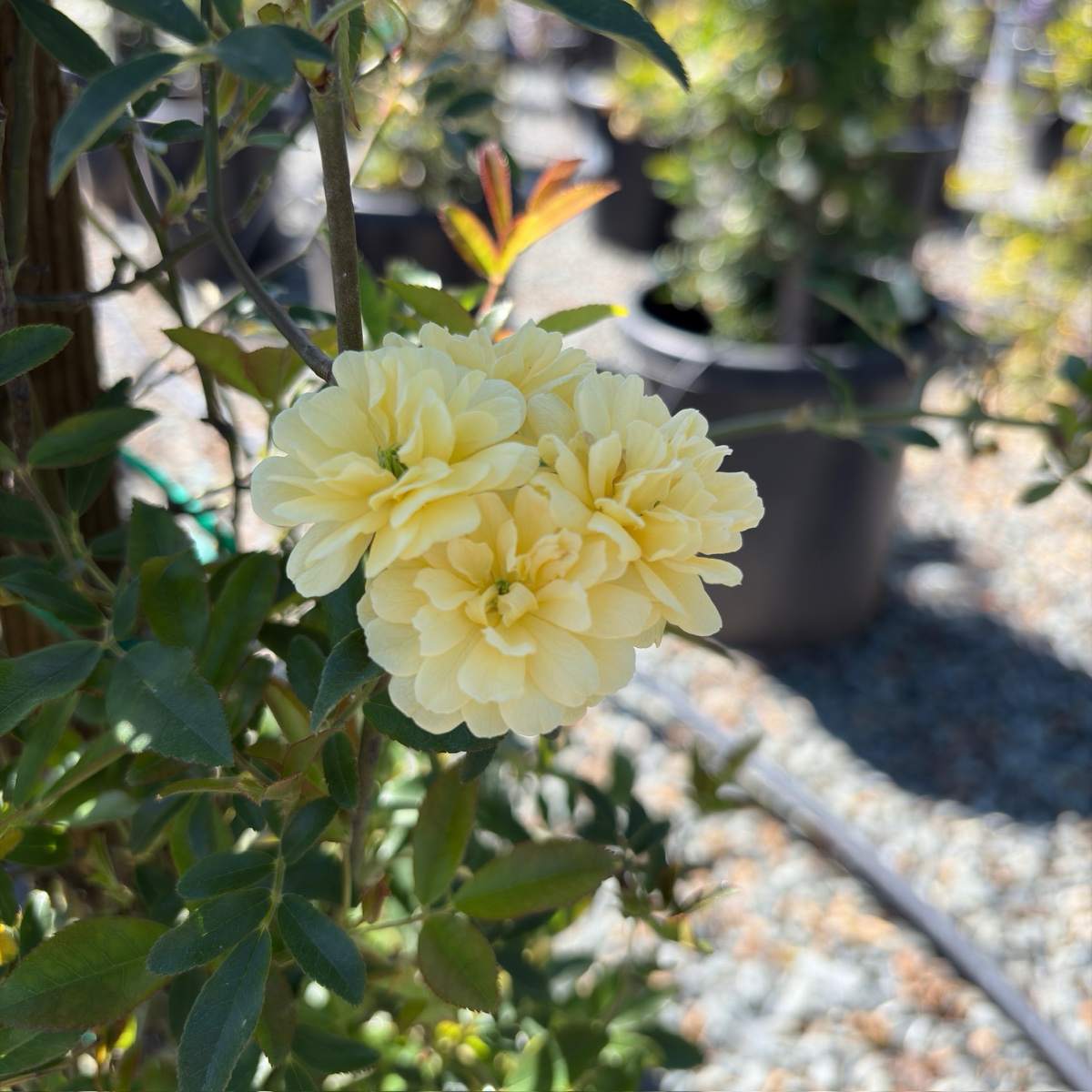 Yellow Lady Banks Climbing Rose