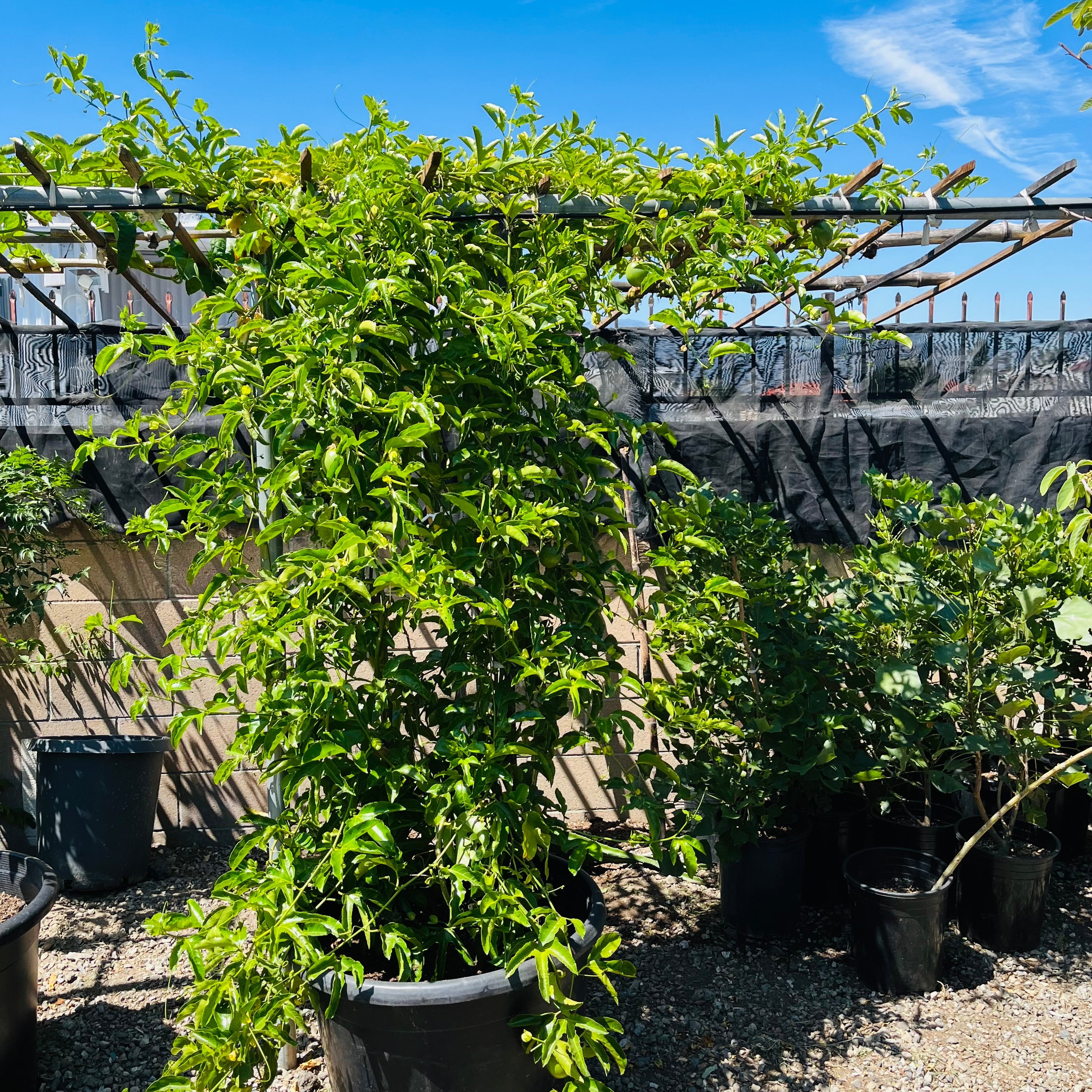 Potted Yellow Passion Fruit under a trellis with a clear blue sky
