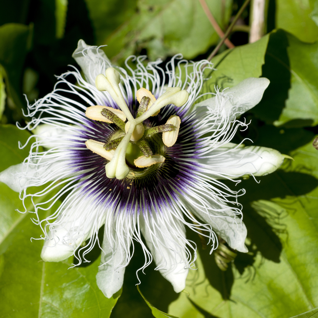 Close-up of a white passionflower with green leaves of Yellow Passion Fruit