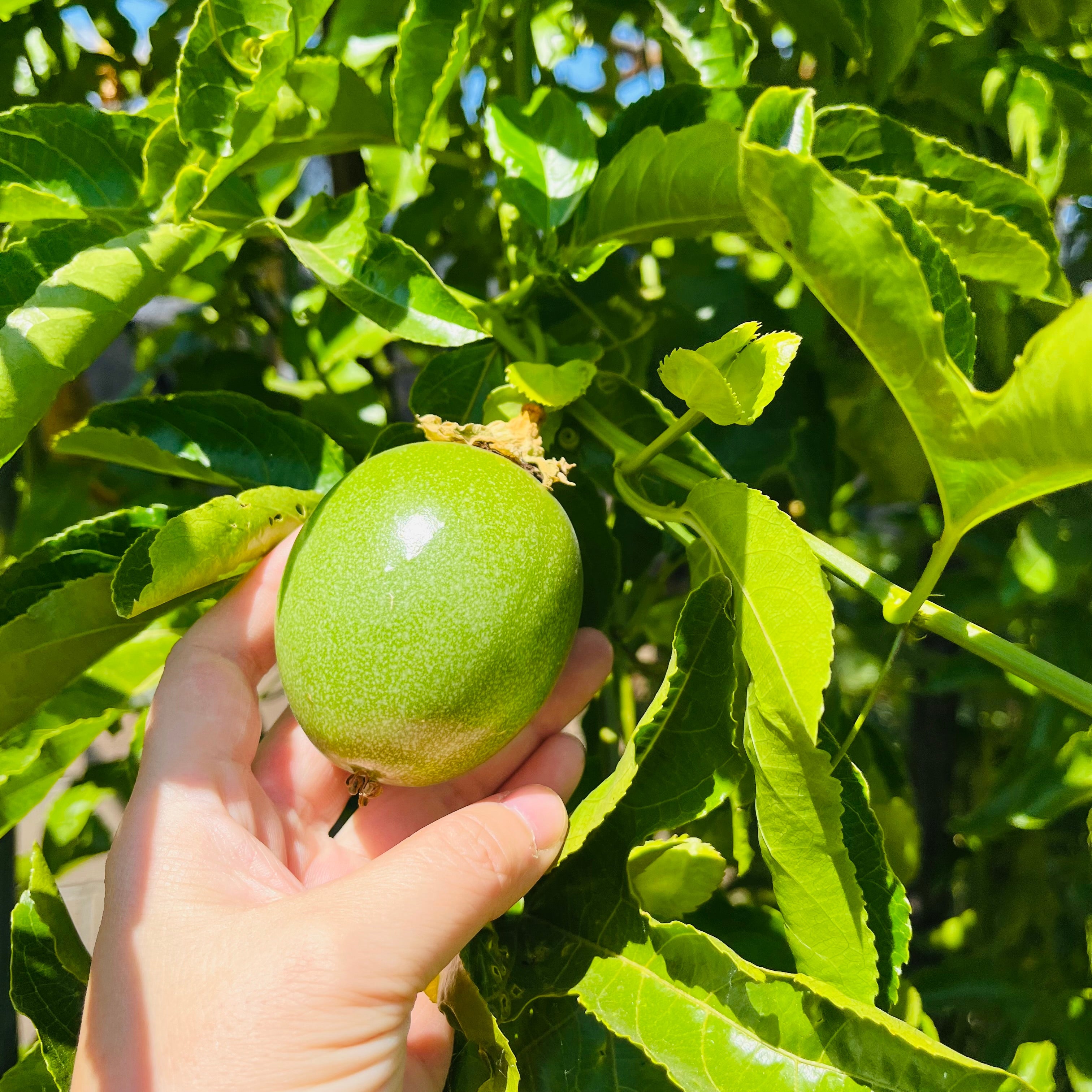Hand holding a green passion fruit with leaves of Yellow Passion Fruit