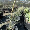Yellow Sun Red Yucca