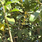 Yellow Sweet Olive
