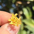 Yellow Sweet Olive