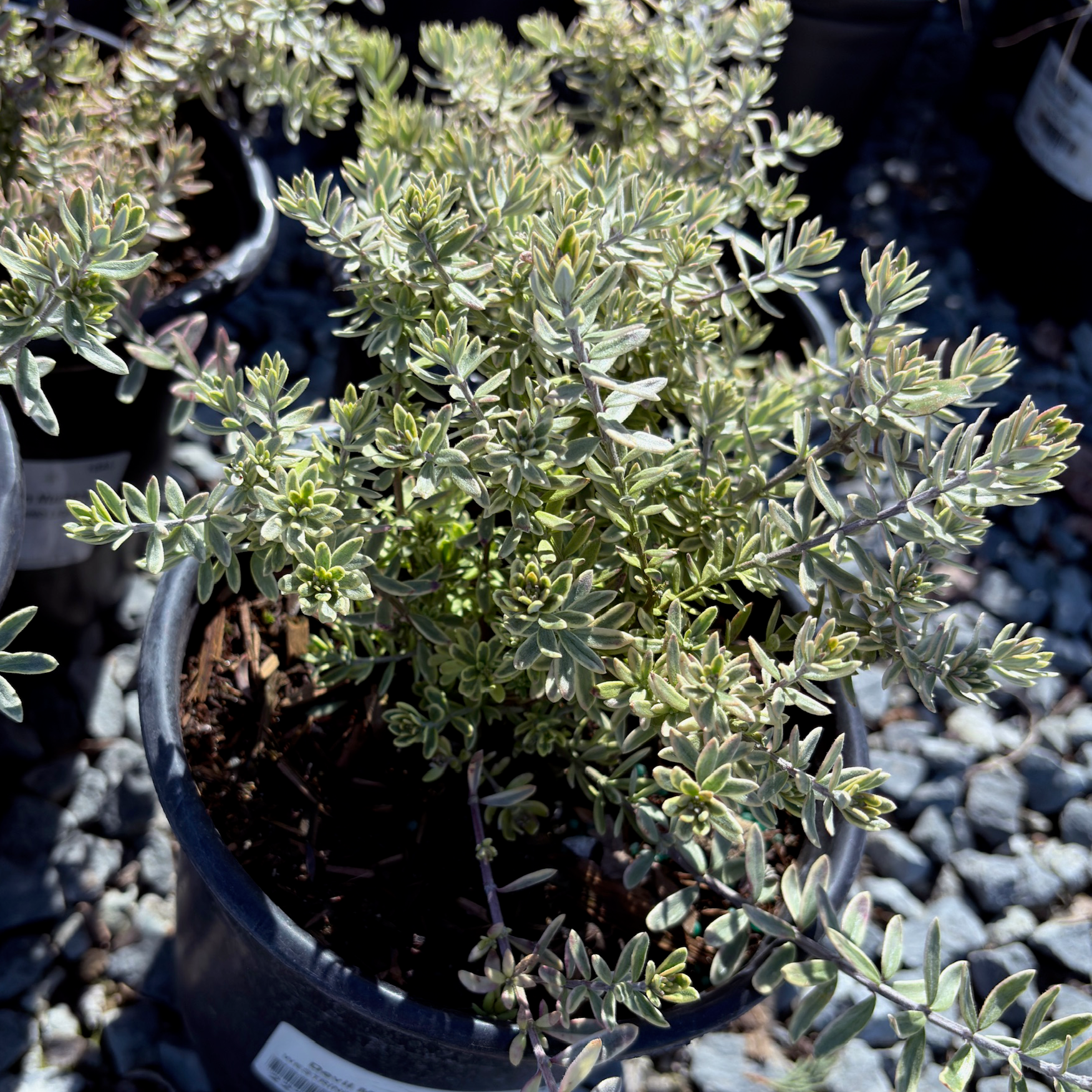 Yellow Variegated Coast Rosemary