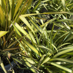 Yellow Wave New Zealand Flax