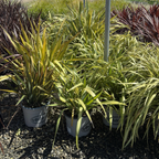 Yellow Wave New Zealand Flax