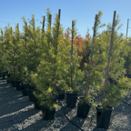 Yew Pine