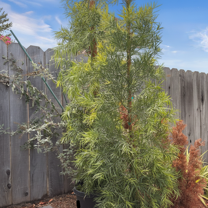 Yew Pine