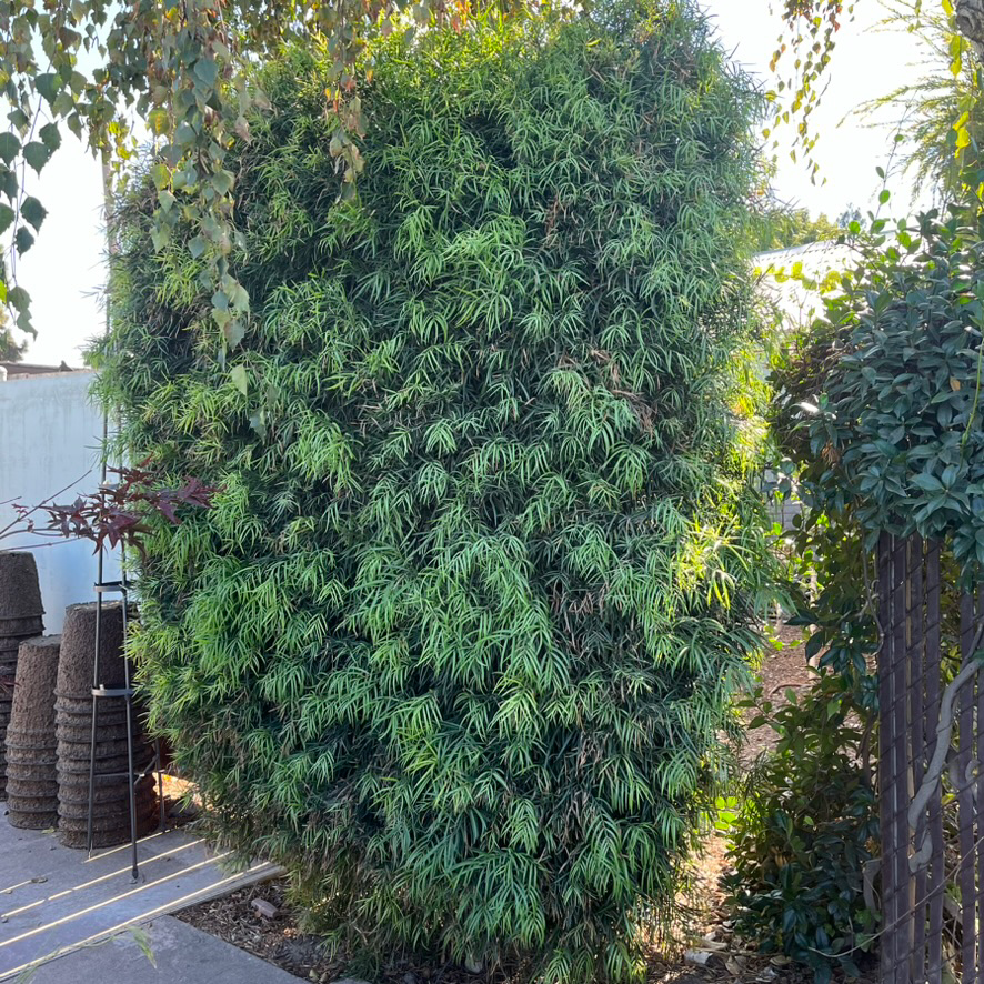 Yew Pine