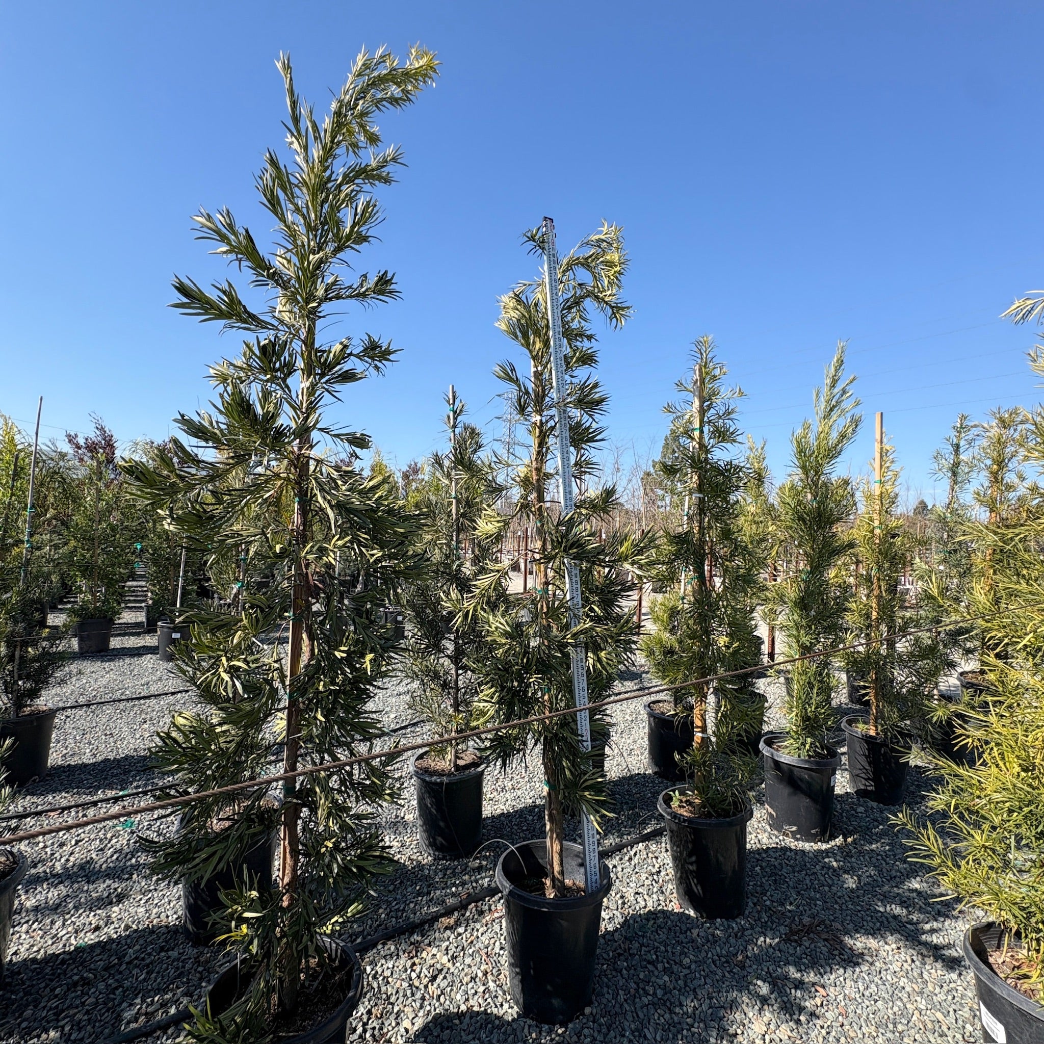 Yew Pine
