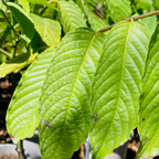 Ylang Ylang