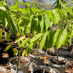 Ylang Ylang