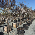 Yoshino Flowering Cherry