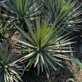 Yucca 'Magenta Magic'