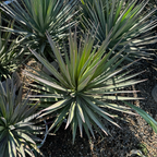 Yucca 'Magenta Magic'