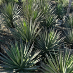 Yucca 'Magenta Magic'