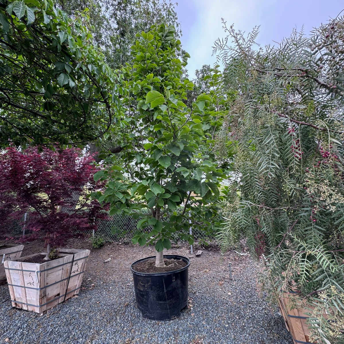 Potted Yulan Magnolia tree in a garden setting with other plants and trees.