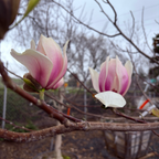 Two pink and white flowers on Yulan Magnolia