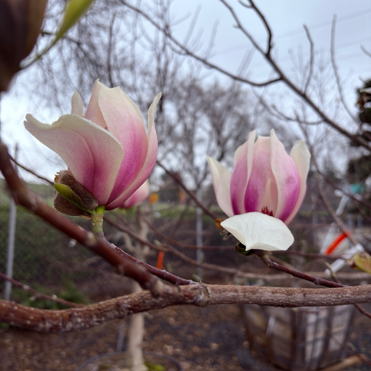 Two pink and white flowers on Yulan Magnolia