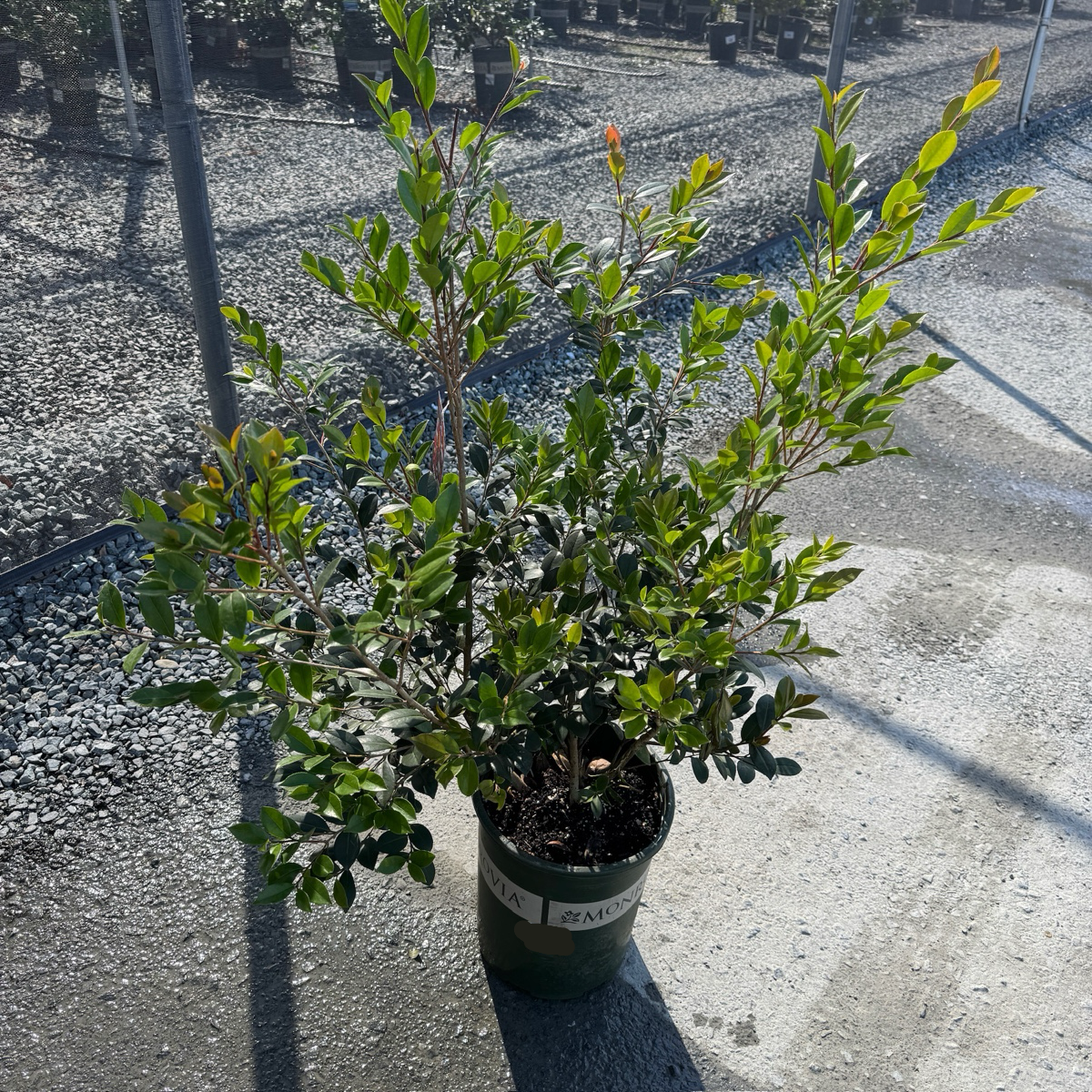 Yuletide Camellia