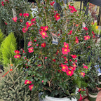 Yuletide Sun Camellia