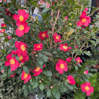 Yuletide Sun Camellia