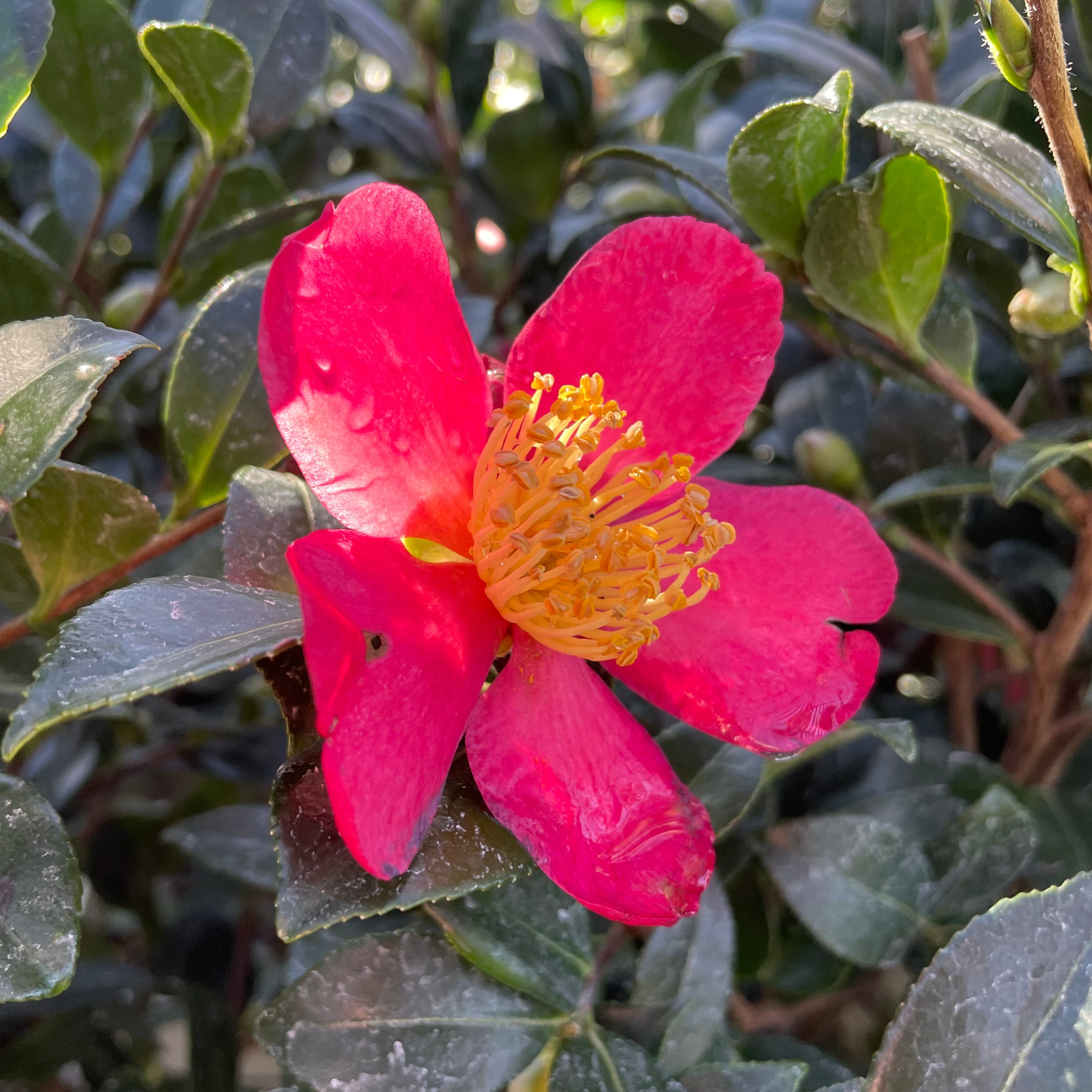 Yuletide Sun Camellia