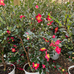 Yuletide Sun Camellia