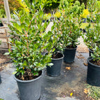 Yuletide Sun Camellia